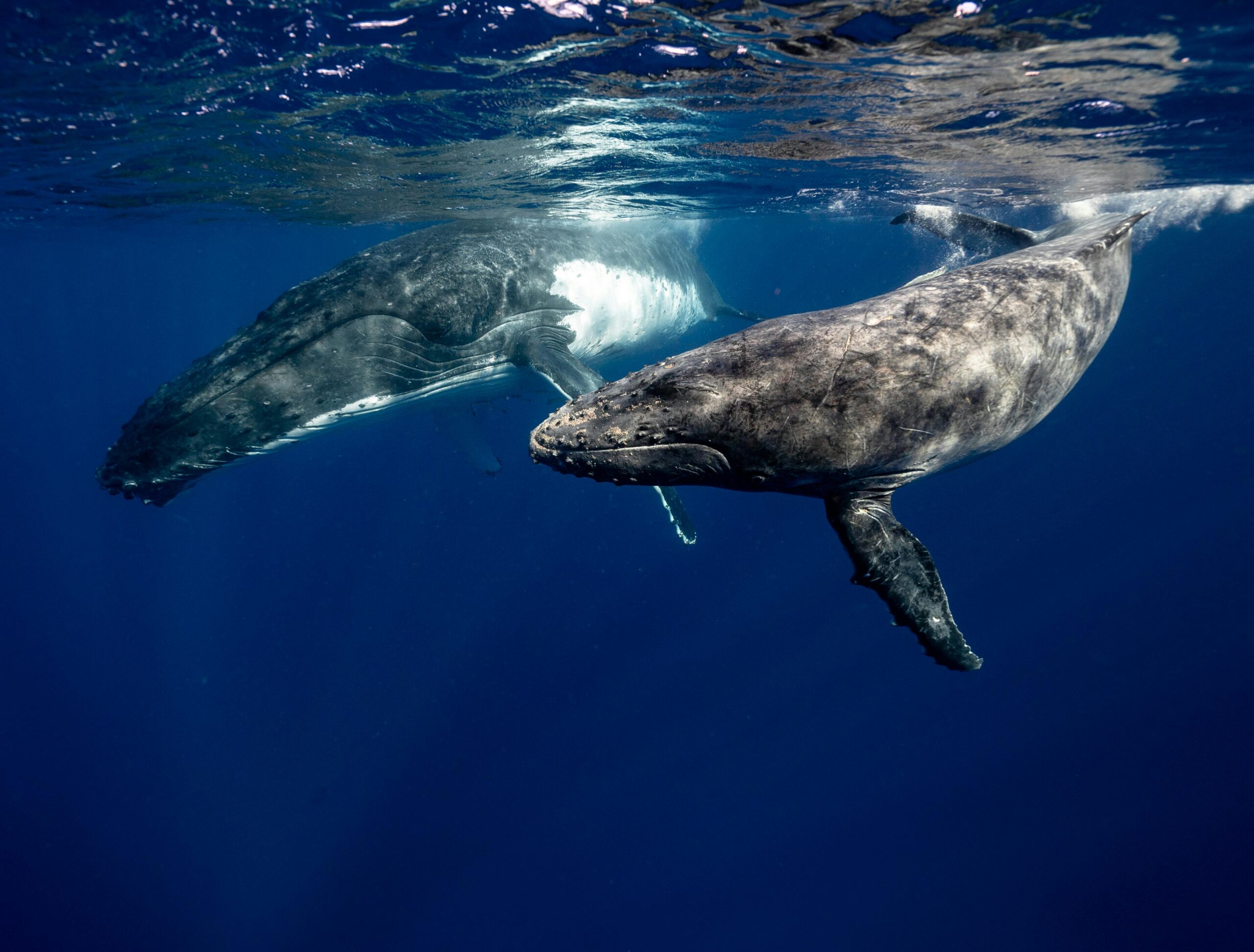 Eco-certified whale watching trip in Tahiti