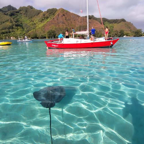 Guests snorkeling with rays in french polynesia